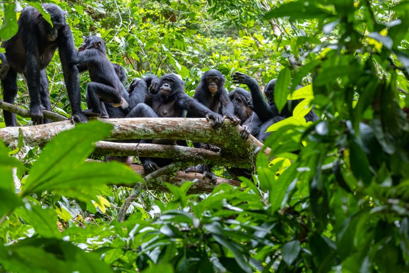 Bonobo in the wild 21/22 - Christian Ziegler - Photojournalist